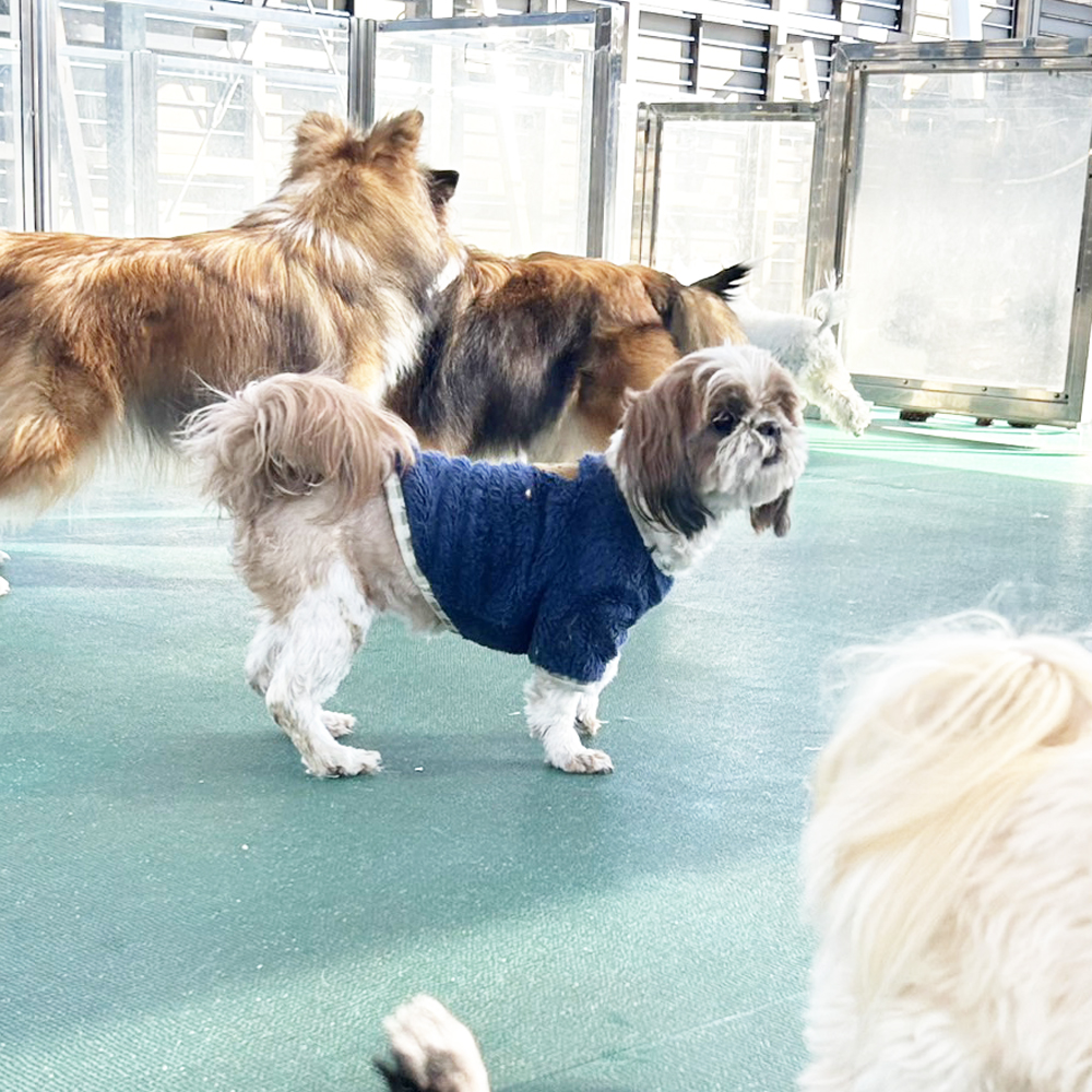 生徒が撮影したモデル犬♪②